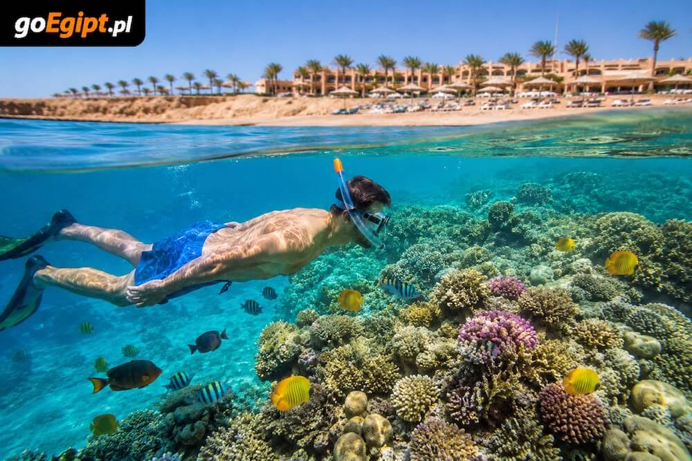 Snorkeling przy rafie koralowej przy hotelu w Egipcie