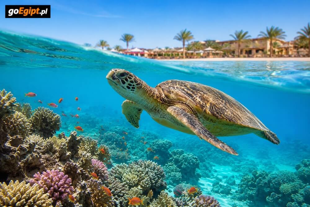 Żółw morski i rafa w zatoce Abu Dabbab w Marsa Alam
