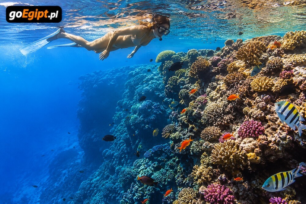 Snorkeling przy rafie koralowej w Sharm El Sheikh