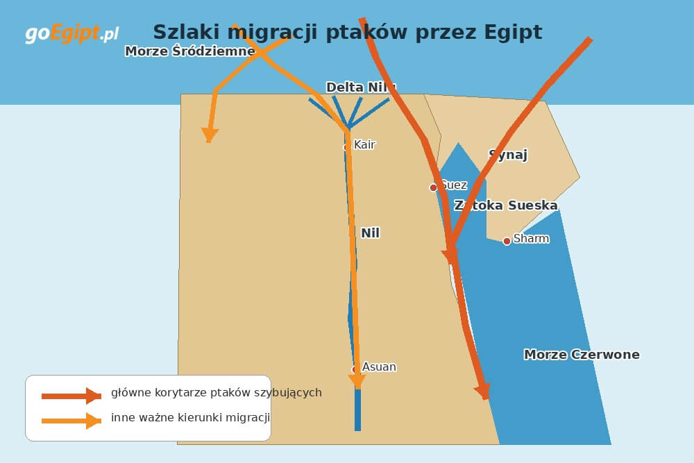 Główne szlaki migracji ptaków przez Egipt