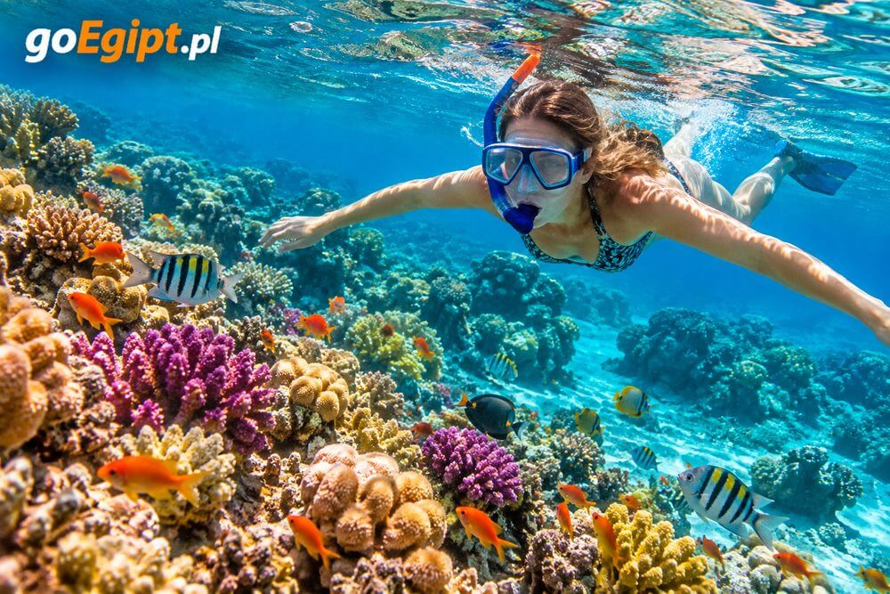Snorkeling przy rafie koralowej Morza Czerwonego w Egipcie