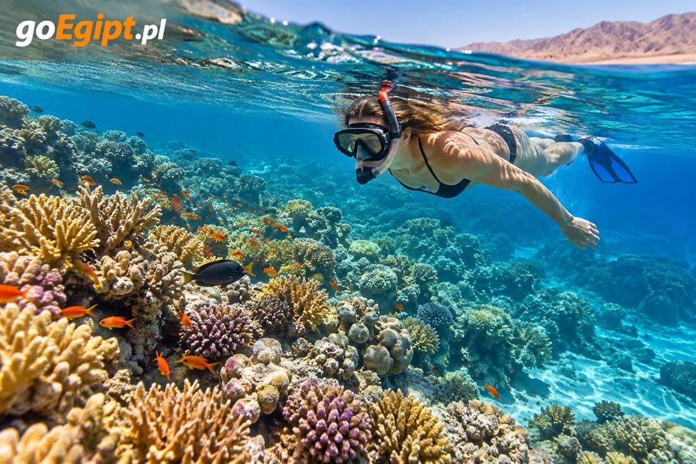 Rafa koralowa i snorkeling w rejonie Safagi