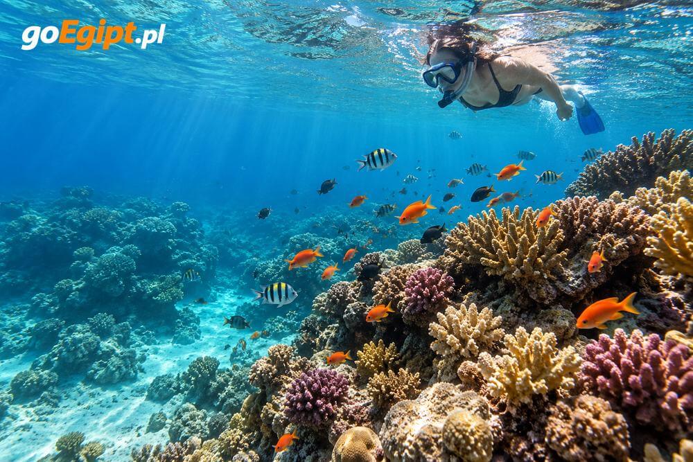 Rafa koralowa i snorkeling w rejonie Abu Soma