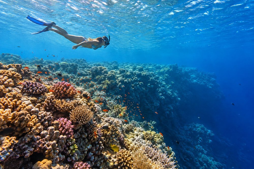 Snorkeling nad rafą Far Garden w Sharm el Sheikh