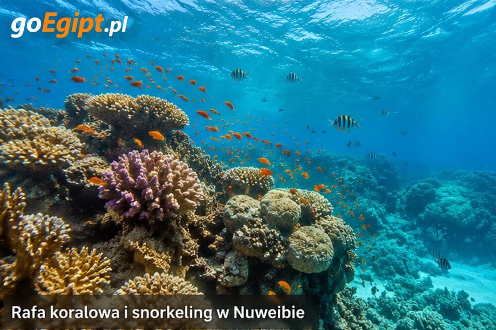 Rafa koralowa i snorkeling w Nuweibie