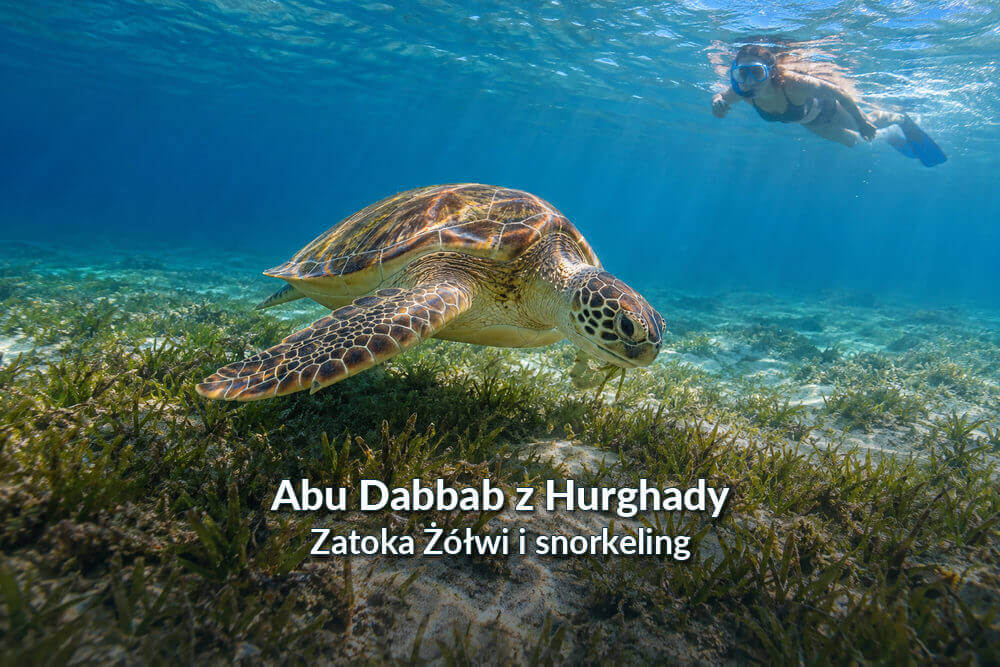 Wycieczka do Abu Dabbab z Hurghady – Zatoka Żółwi i snorkeling