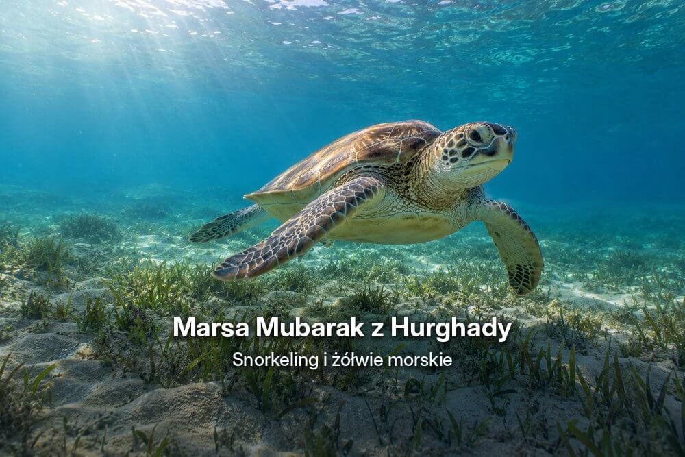 Marsa Mubarak z Hurghady – snorkeling i żółwie morskie
